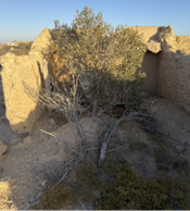 نمو النباتات داخل الموقع