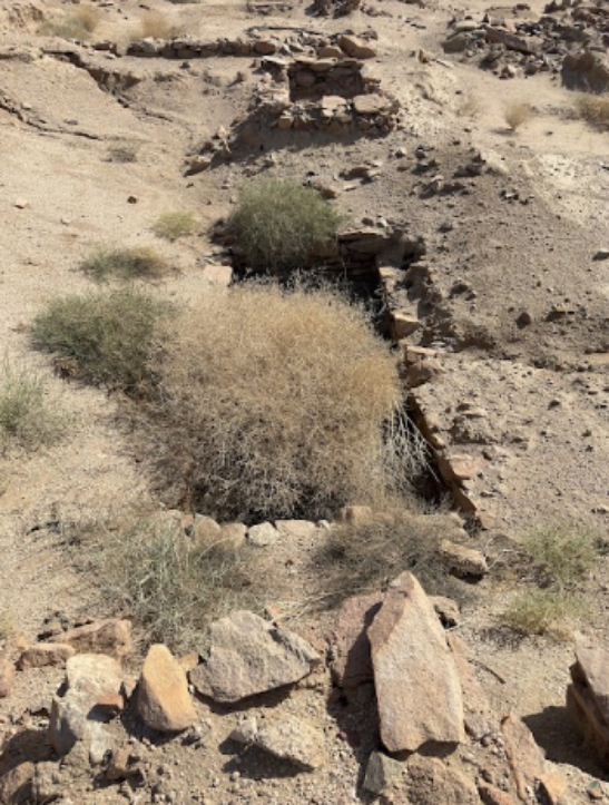 نمو النباتات على البقايا المعمارية